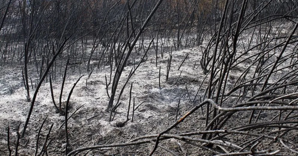 Río Negro trabaja en la prevención de incendios para la temporada de verano   