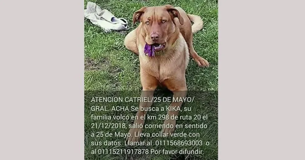 Una familia volcó y busca a su perra que desapareció durante el accidente