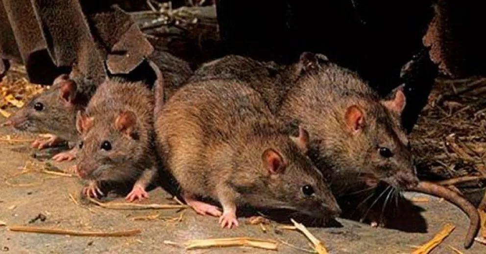 Desde Salud de Neuquén aseguran que la paciente con hantavirus no tiene contactos estrechos