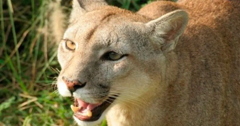 Vieron a un puma en los alrededores del barrio Virgen Misionera