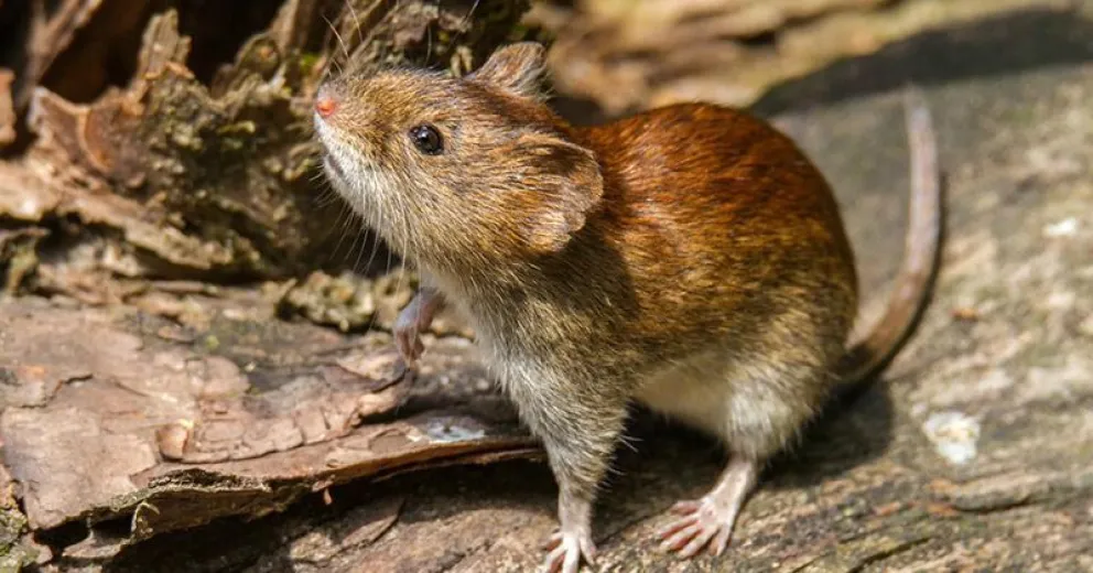Ya son 29 los casos de Hantavirus vinculados al brote de Epuyén