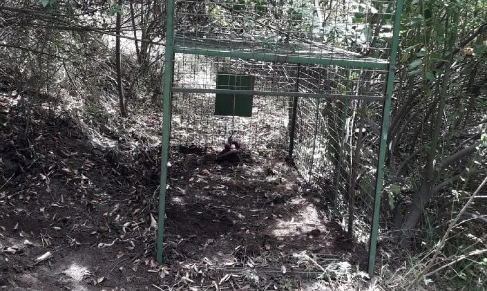 Aún no hay novedades sobre el puma y esperan que "no baje más" al barrio