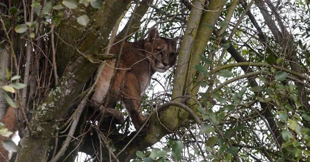 Un vecino aseguró haber visto a un puma en la zona del kilómetro 12