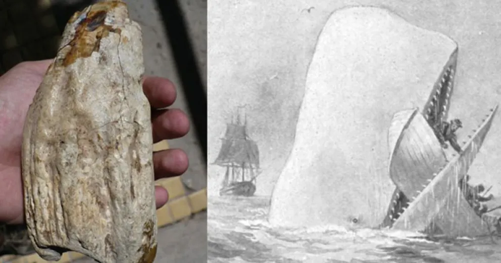 Descubren una bestia marina gigante de 15 millones de años de antigüedad en Río Negro