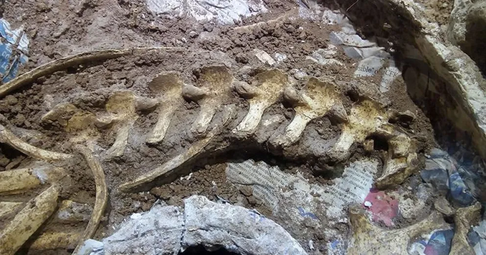 Descubren el ejemplar  de ciervo fósil más  completo de Argentina