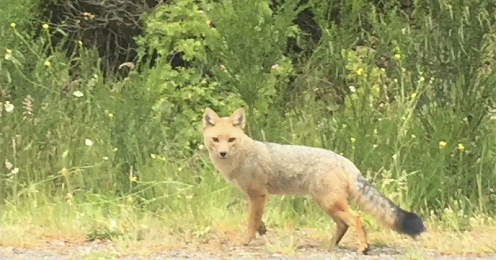 Un zorro “de paseo” por Circuito Chico