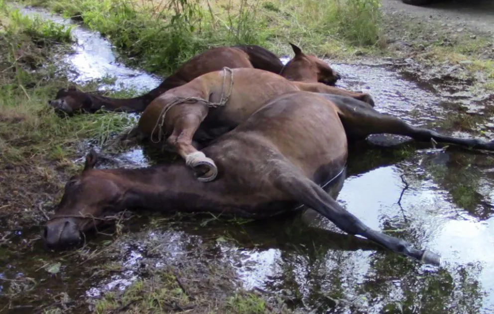 Descarga eléctrica fulminó a tres caballos en El Bolsón