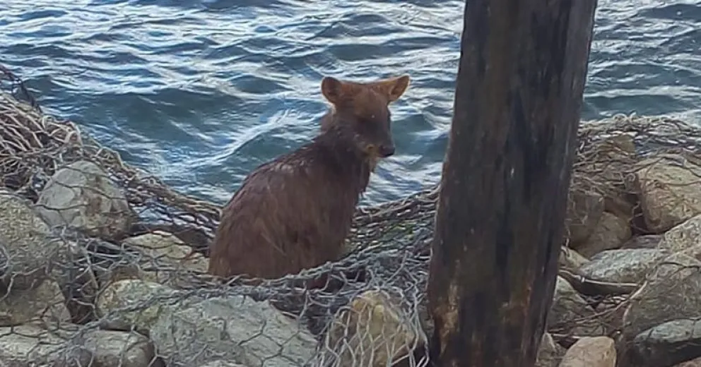 Encontraron un Pudú en Mascardi