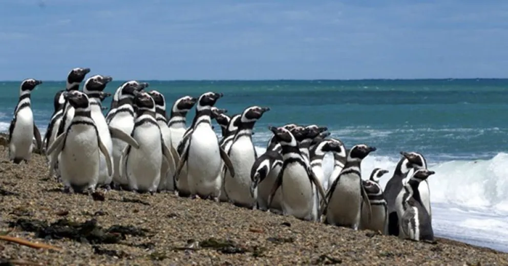 En Punta Tombo, los turistas se despejan, pero los pingüinos están estresados