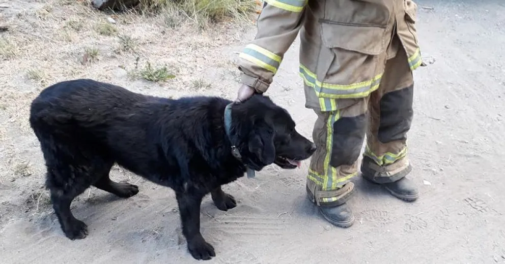 Bomberos rescataron a un perro en El Faldeo