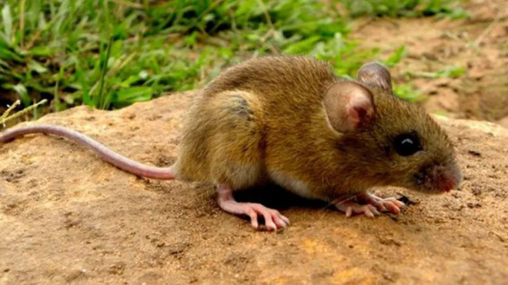 Hay un caso sospechoso de hantavirus en Bahía Blanca