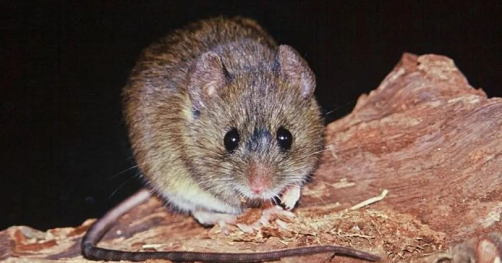 Confirman en Chacabuco el octavo caso de hantavirus en Buenos Aires