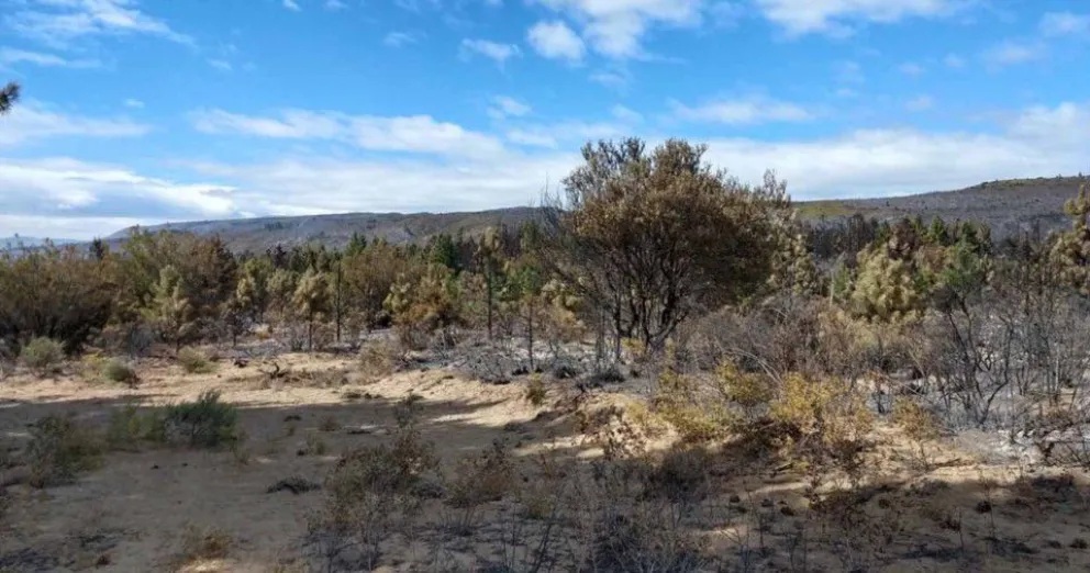 Dieron por contenidos los incendios en la Cordillera