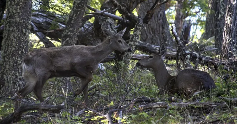 Detectan nuevos ejemplares dentro del Programa de Conservación del Huemul
