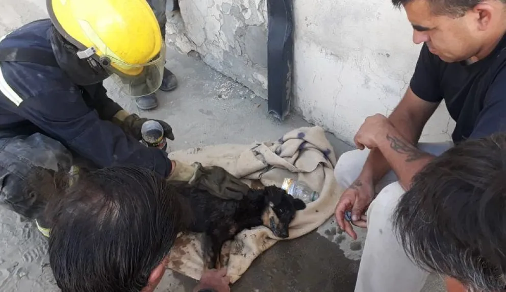 Bomberos voluntarios rescataron a un perro caído en una alcantarilla