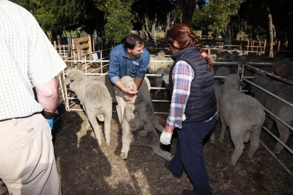 Con exposiciones y líneas de créditos accesibles comienza el año el sector ganadero rionegrino   
