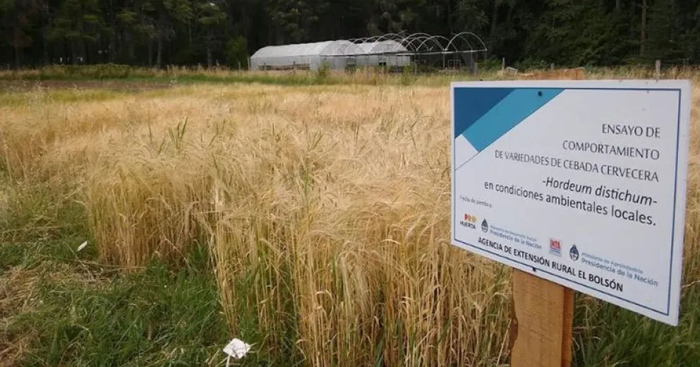 Expertos de la región elaboraron una cerveza solo con ingredientes patagónicos