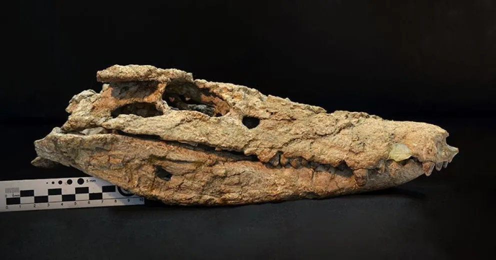 Descubren el esqueleto casi completo de un cocodrilo de 70 millones de años