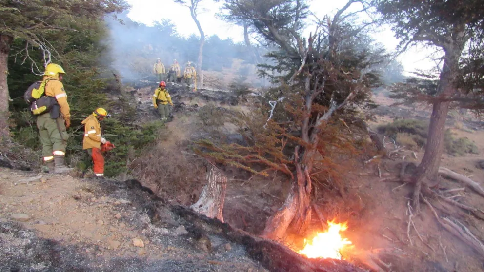 ¿Hay que limpiar los bosques de residuos forestales?