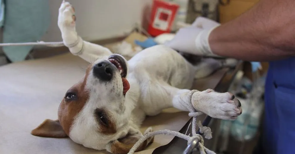 En 2018 se esterilizaron casi 4.000 animales en forma gratuita