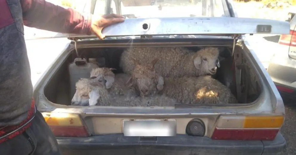 Llevaba cuatro caprinos vivos escondidos en el baúl de un Renault 12  