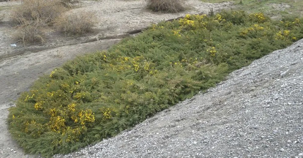 Acciones de control sobre una planta exótica invasora en el Parque Nacional