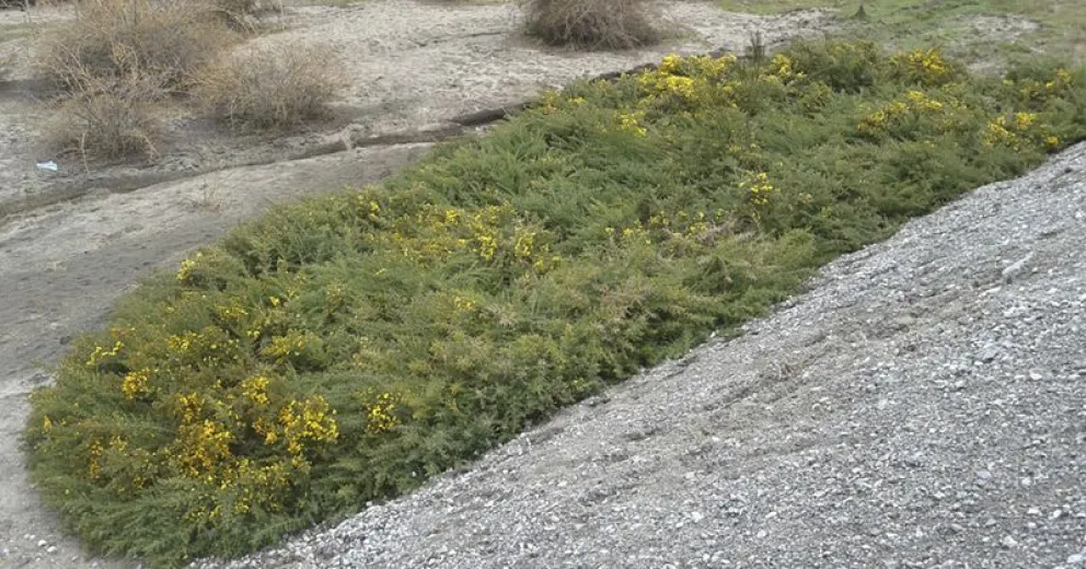 Acciones de control sobre una planta exótica invasora en el Parque Nacional