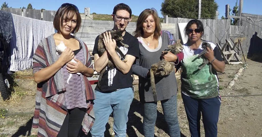 Grays es alérgica a los gatos, pero cuida a 49 en su casa
