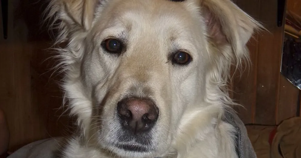 Cumbia para promocionar el cuidado responsable de perros