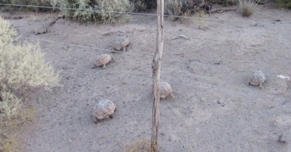 Los atraparon con tortugas y deberán pagar una multa carísima