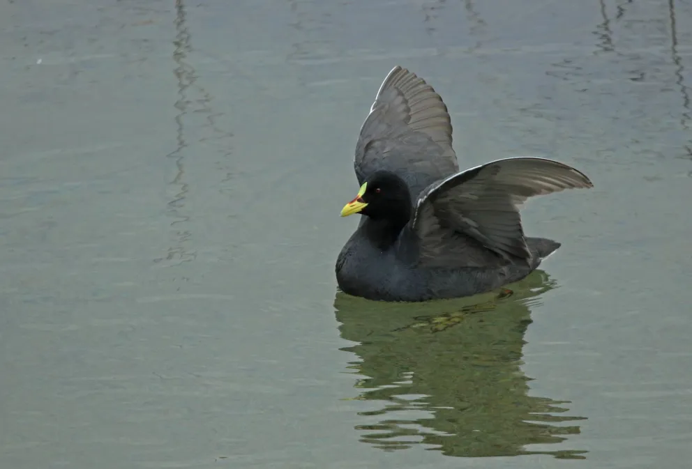 Nuevo Censo Neotropical de Aves Acuáticas