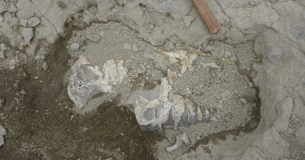 Paleontólogos barilochenses trabajan con un mamífero de 16 millones de años