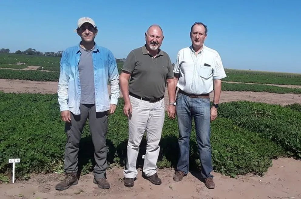 Desarrollan plantas de maní resistentes a una plaga que causa pérdidas millonarias en Argentina