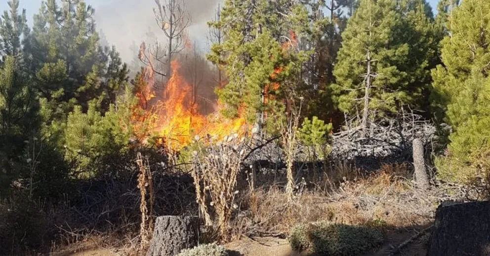Brigadistas combatieron cuatro incendios forestales en el cerro Carbón