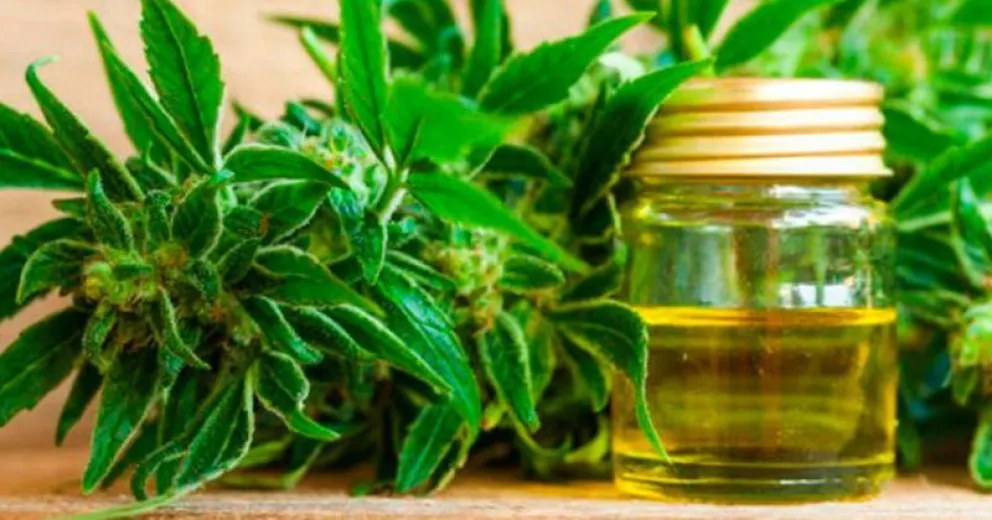 Las falencias de una ley de cannabis medicinal que ayuda a muy pocas personas