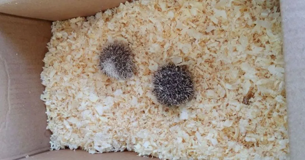 Rescataron dos erizos africanos ocultos en una encomienda