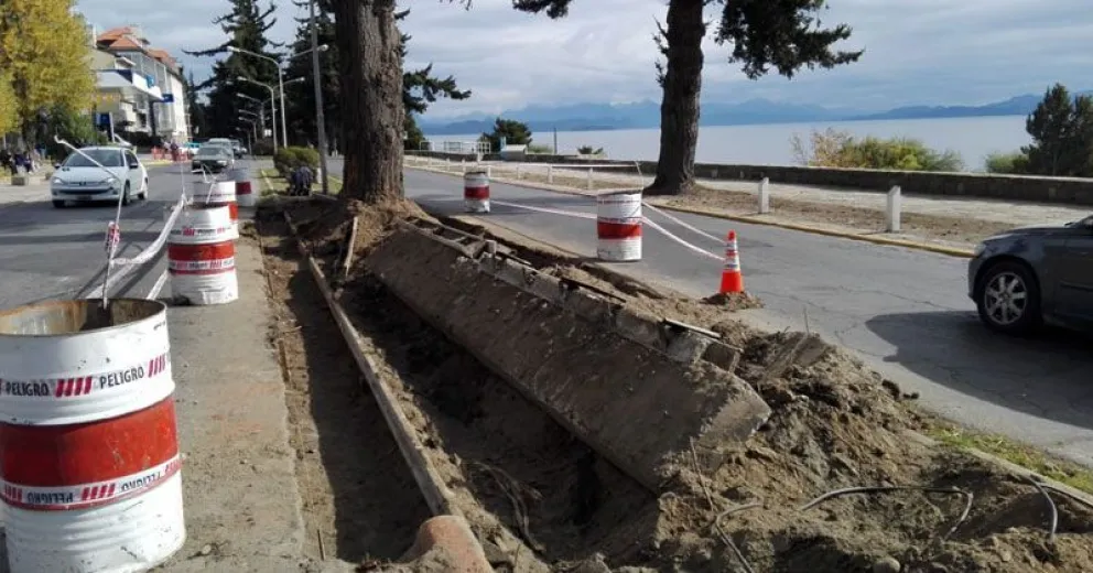 Sacaron seis árboles de la Costanera que estaban con riesgo de caída
