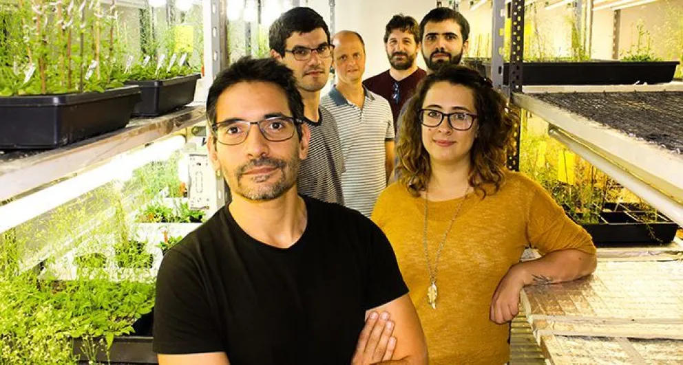 Estudio argentino sienta bases para aumentar la producción del principal cultivo forrajero
