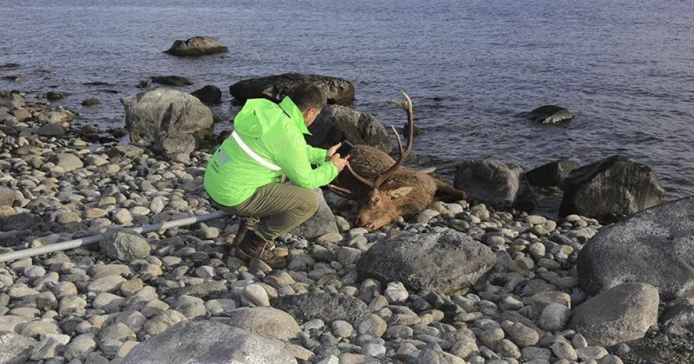 Encontraron un ciervo muerto en la orilla del Nahuel Huapi