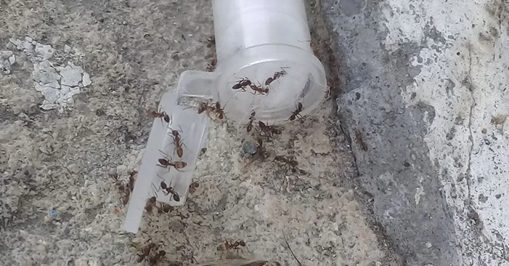 Preocupa la presencia de una hormiga invasora en Bariloche