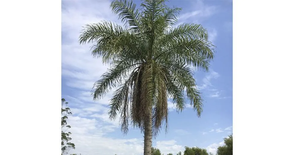Una palmera nativa es 10 veces más productiva que la soja