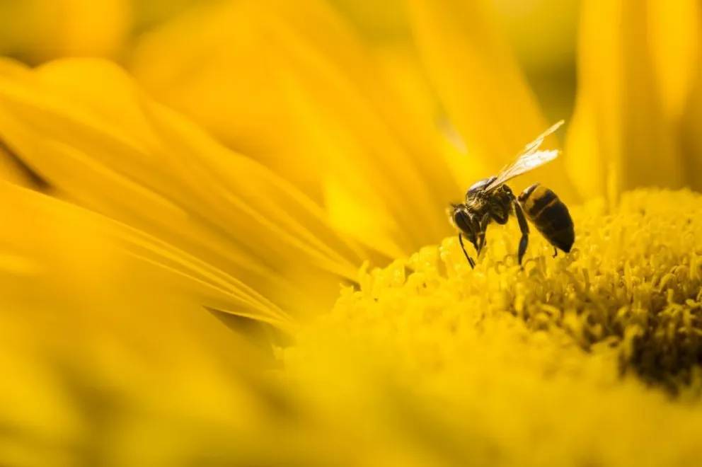 Advierten por las numerosas especies de plantas y animales con alto riesgo de desaparecer