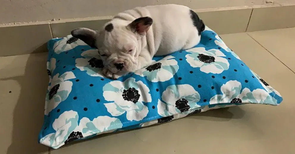 Recuperan una mascota que delincuentes sustrajeron de una casilla rodante