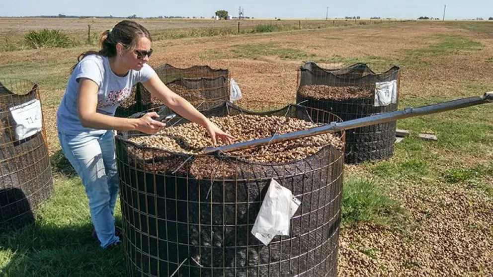 Científicas argentinas desarrollan “microcápsulas” para evitar contaminación del maní