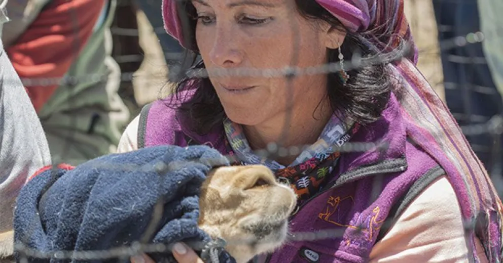 “Las vicuñas son una contribución de la naturaleza a las personas de la Puna”