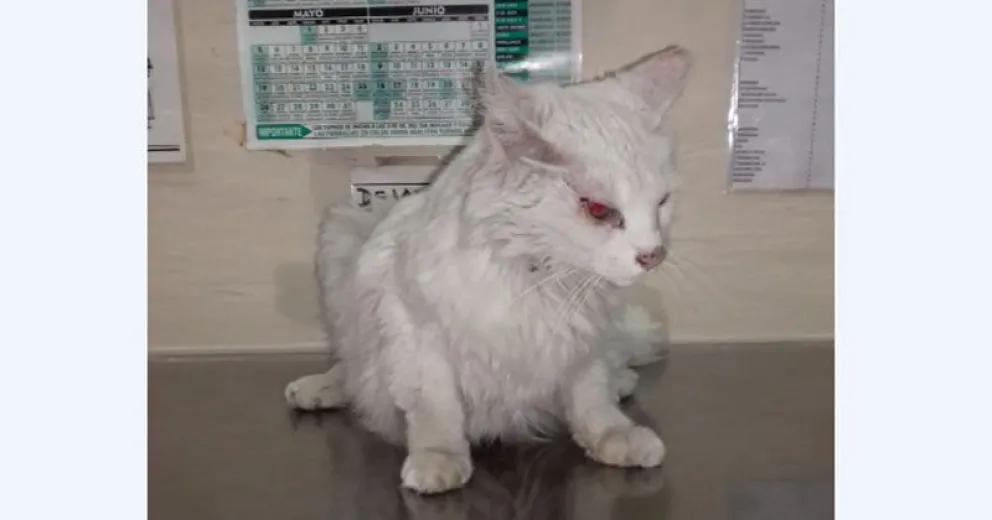 Una historia de amor detrás del abandono