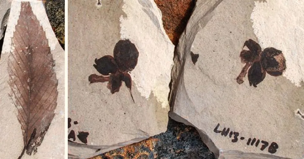 Encontraron restos de Castanopsis de 52 millones de años al norte de Chubut