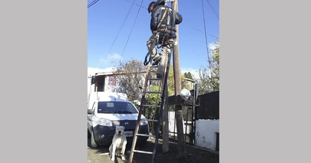 Presidentes de 18 juntas vecinales están preocupados por el ataque de perros en la vía pública