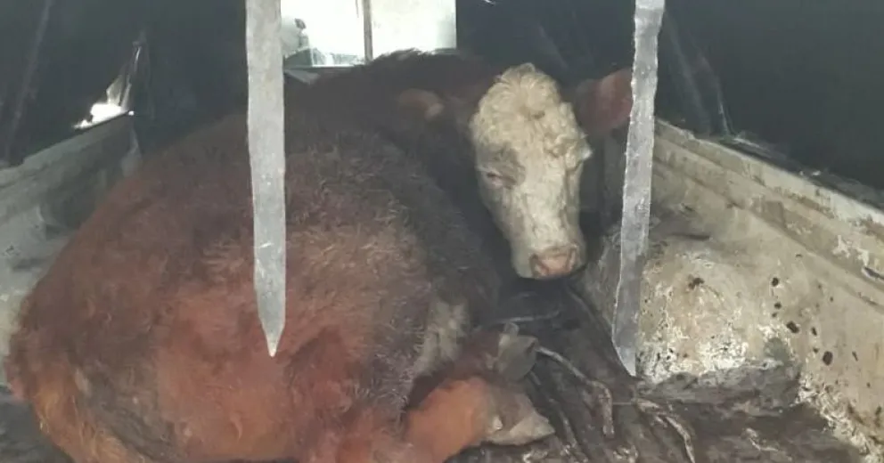 Trasladaban un ternero sin permiso y fueron infraccionados
