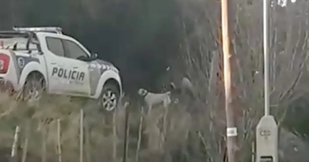 Más detalles y aumenta la bronca por el ataque de perros peligrosos en el barrio Nuestras Malvinas